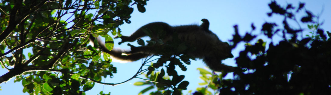 A lemur jumps from one tree to another