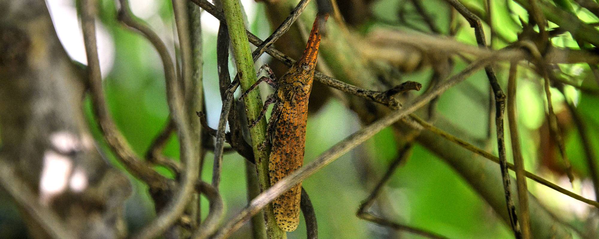 Adult sakondry, an edible insect which tastes like bacon