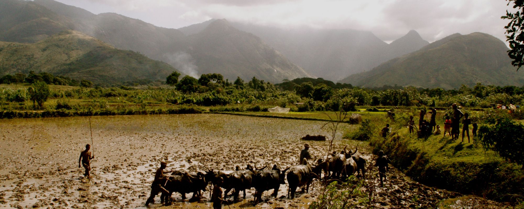 Plowing fields with zebu to prepare them for rice planting