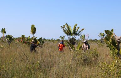 A mahampy wetland being surveyed by environmental researchers