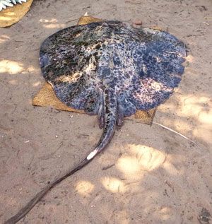 blotched-fantail-ray-caught-in-sainte-luce-area.jpg