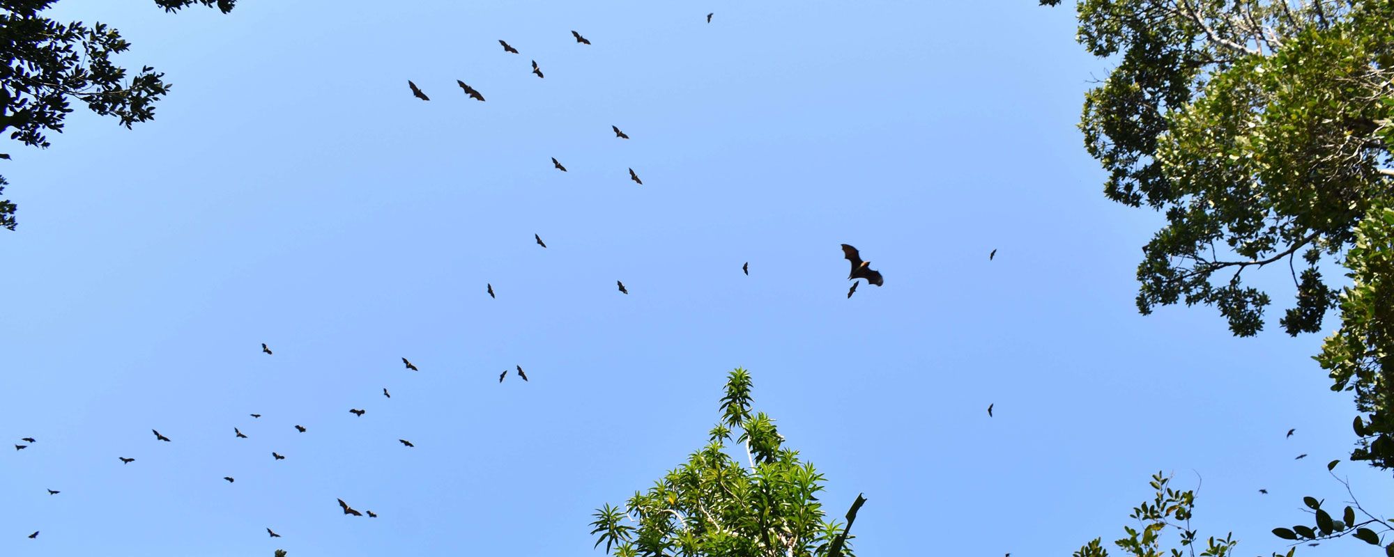 Pteropus rufus flying fox bats over Sainte Luce, southeast Madagascar