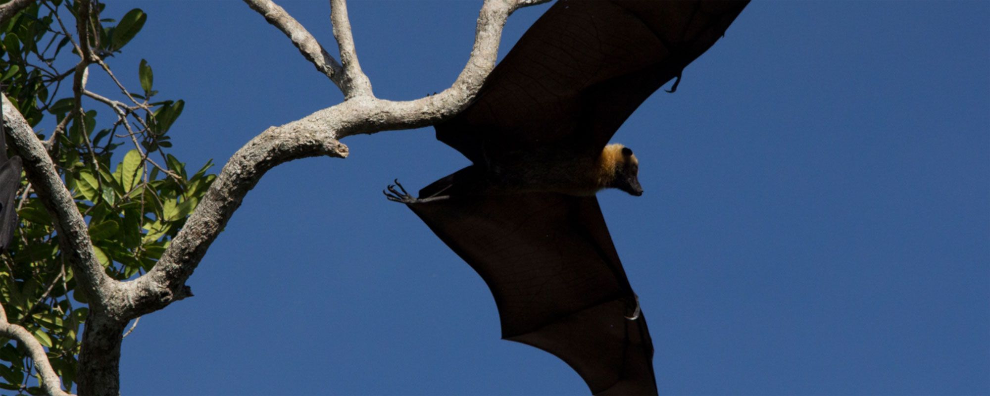 A Pteropus rufus bat takes off from its roost