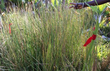  A collection of mahampy reeds