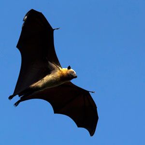 Pteropus rufus (Madagascar flying fox) in flight