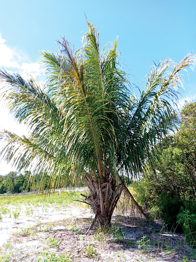 The beccariophoenix madagascariensis vulnerable palm species in Madagascar