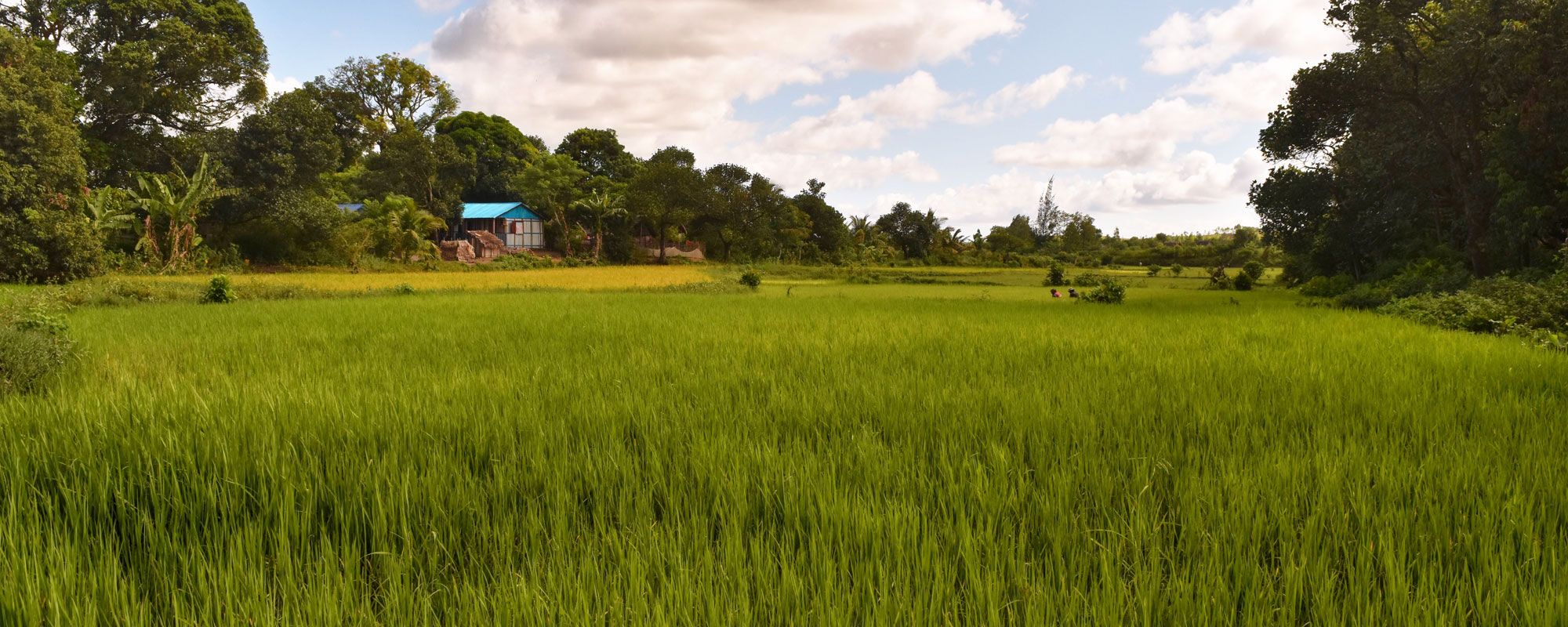 Bright green rice fields in a rural Malagasy town