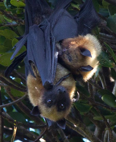 Rufus-2017-Flying-foxes-(14).jpg