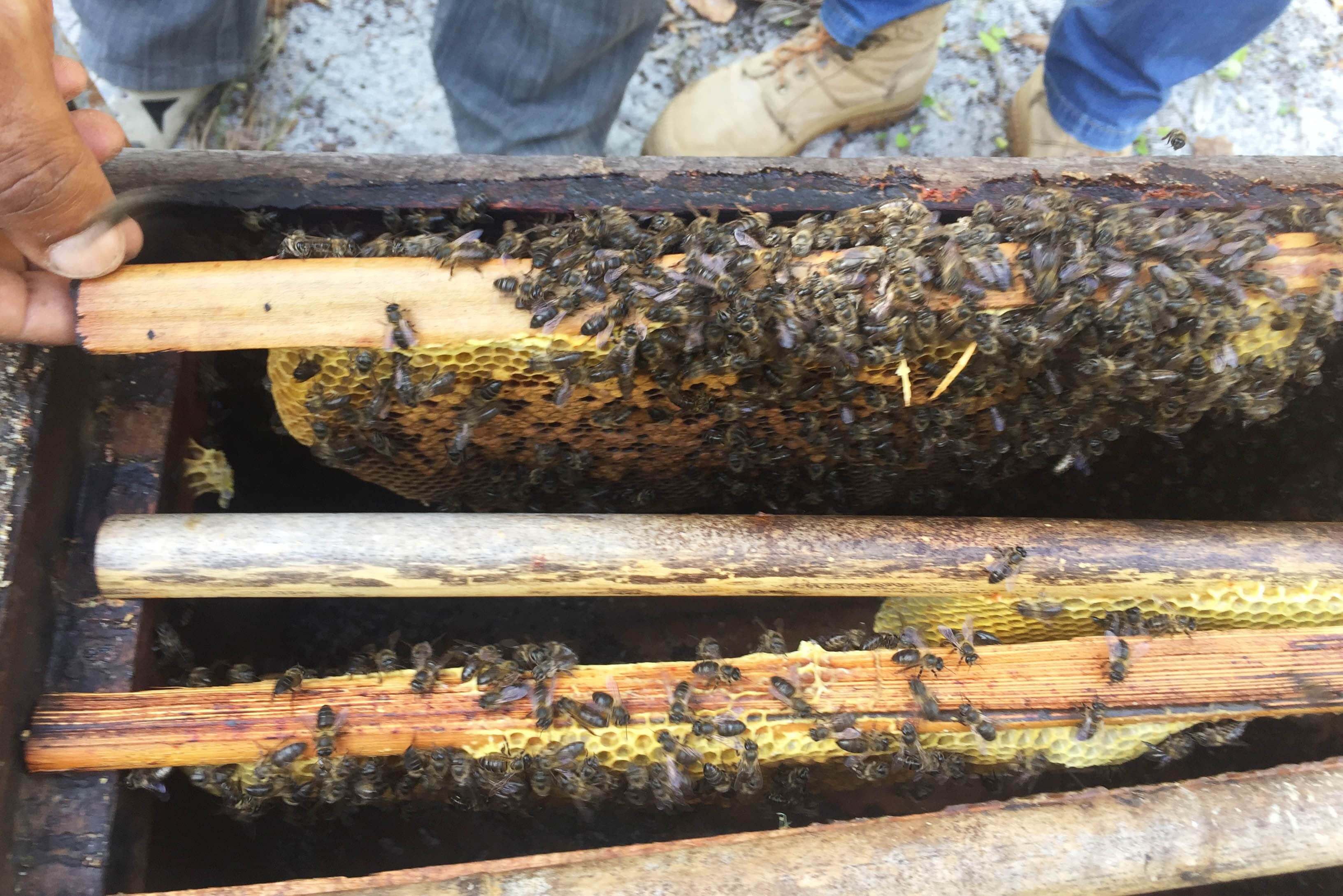 A beehive is inspected in Madagascar