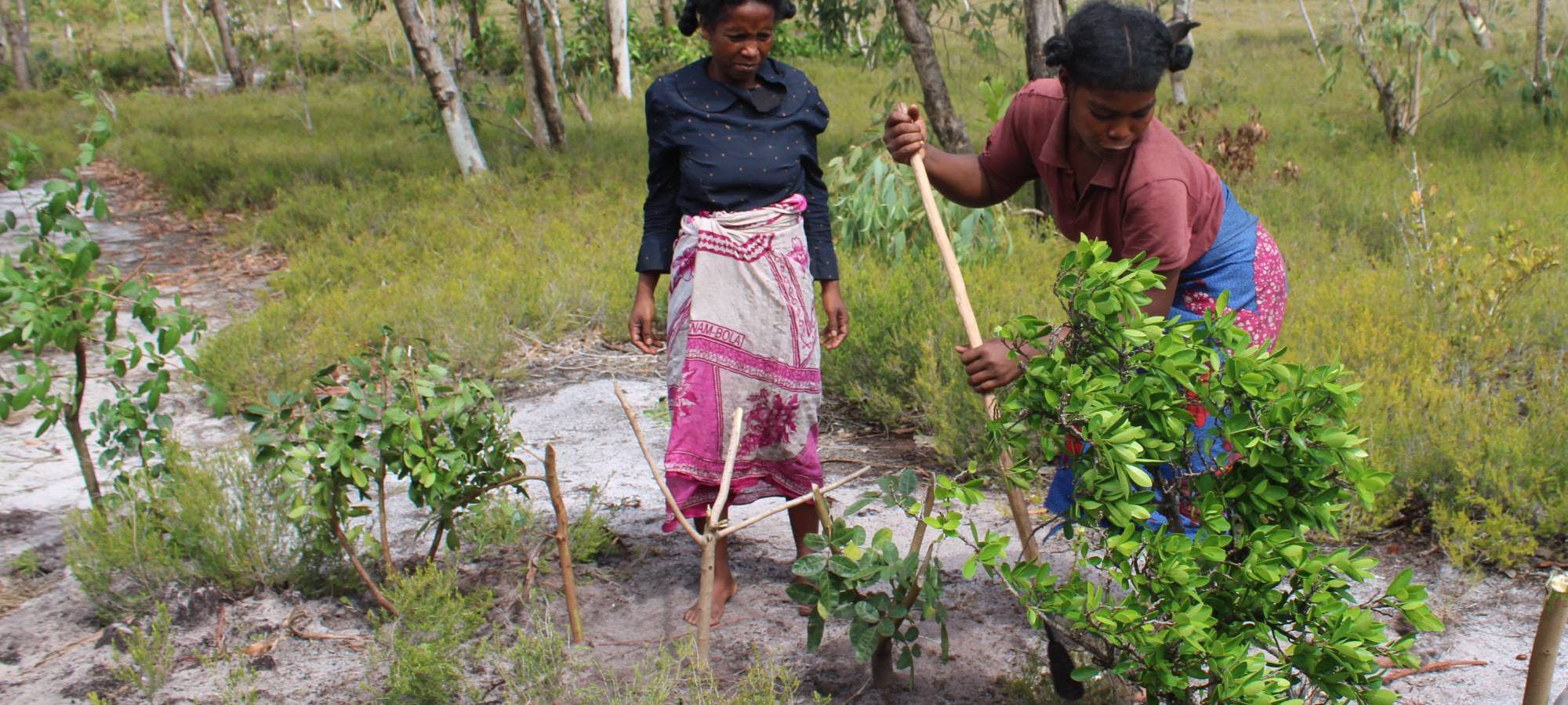 Mahampy weavers planting pink peppercorn