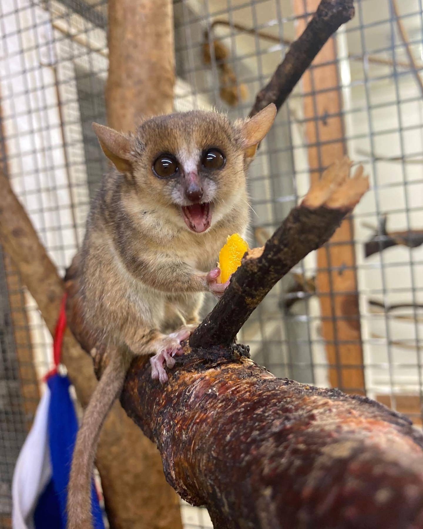 Mouse lemur sitting on a branch