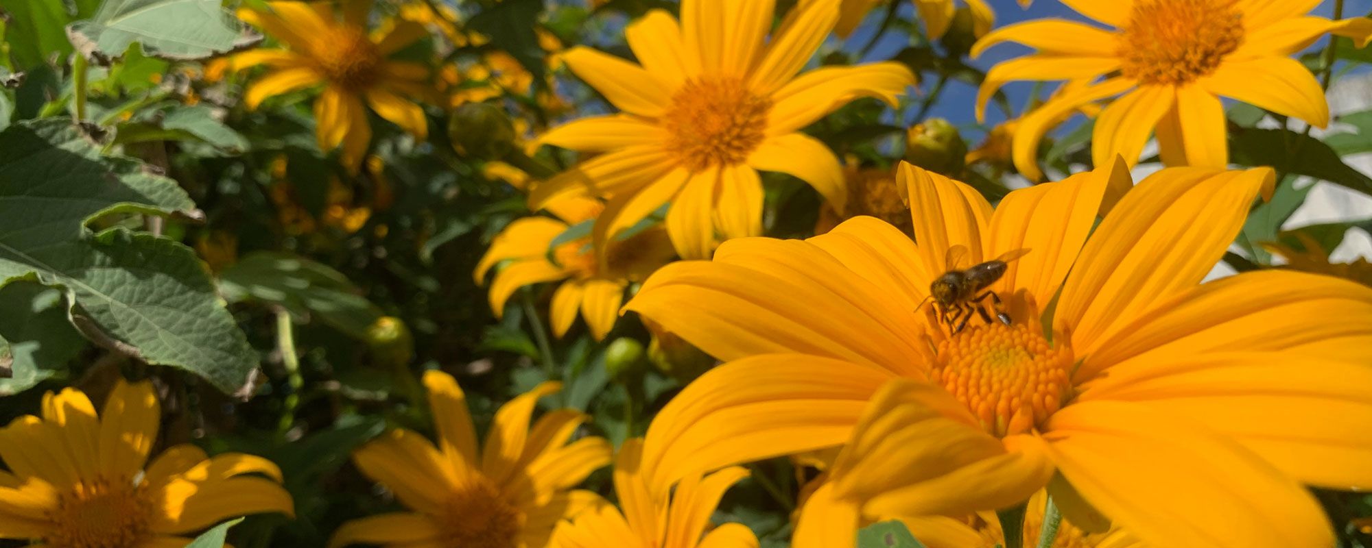 A bee pollinating sunny flowers