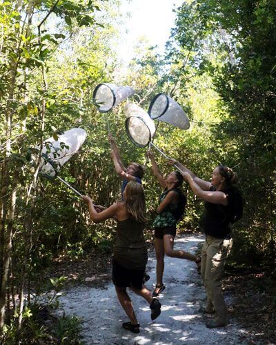 Volunteers catching dragonflies with nets