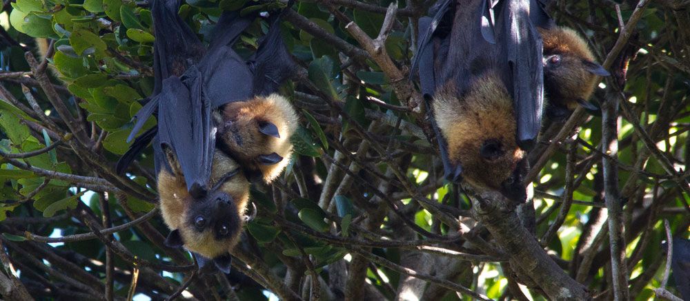 Flying foxes roosting in Sainte Luce, Madagascar