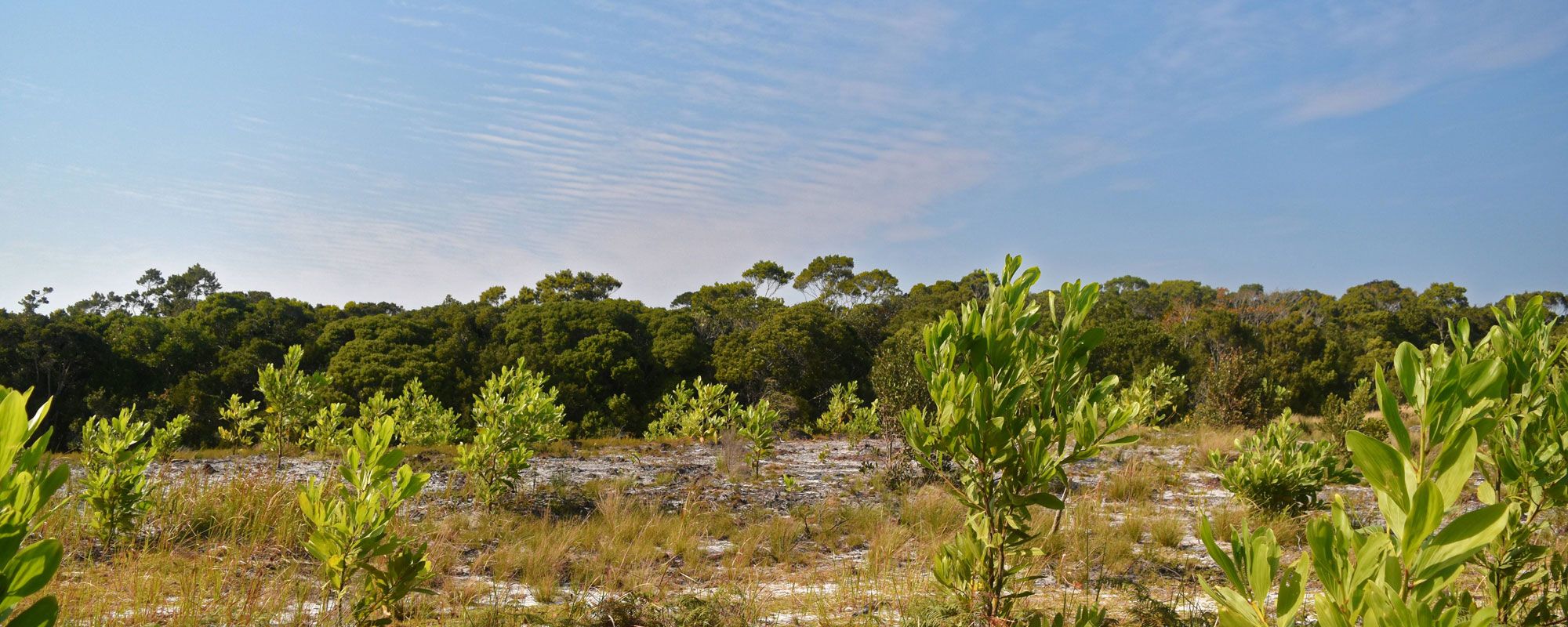 Acacia growth after one year in the first corridor, Sainte Luce littoral forest