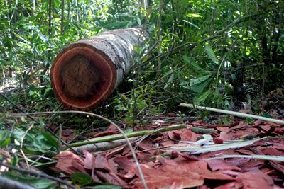 harandrato-native-tree-hardwood-felled-Madagascar.jpg