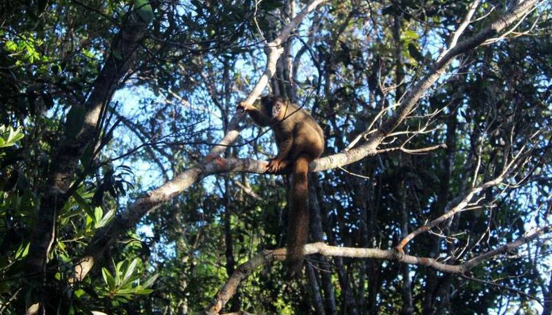 Figure-2-Image---Eulemur-collaris-in-Sainte-Luce-Littoral-Forest.jpg