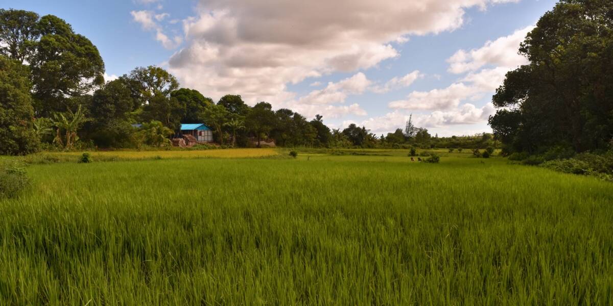 A rice field with a blue house in the background