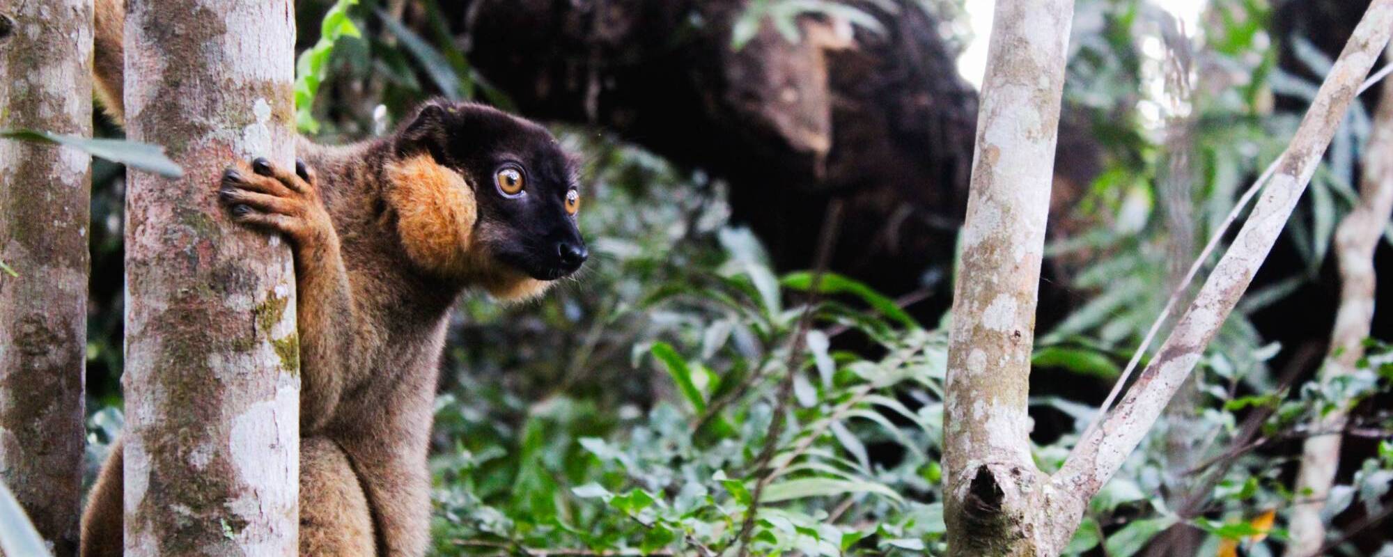 Eulemur collaris sitting in a tree