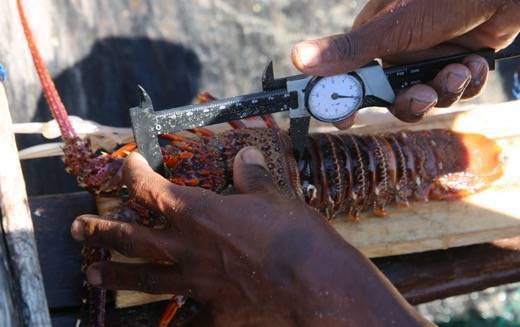 A data collector measures a lobster