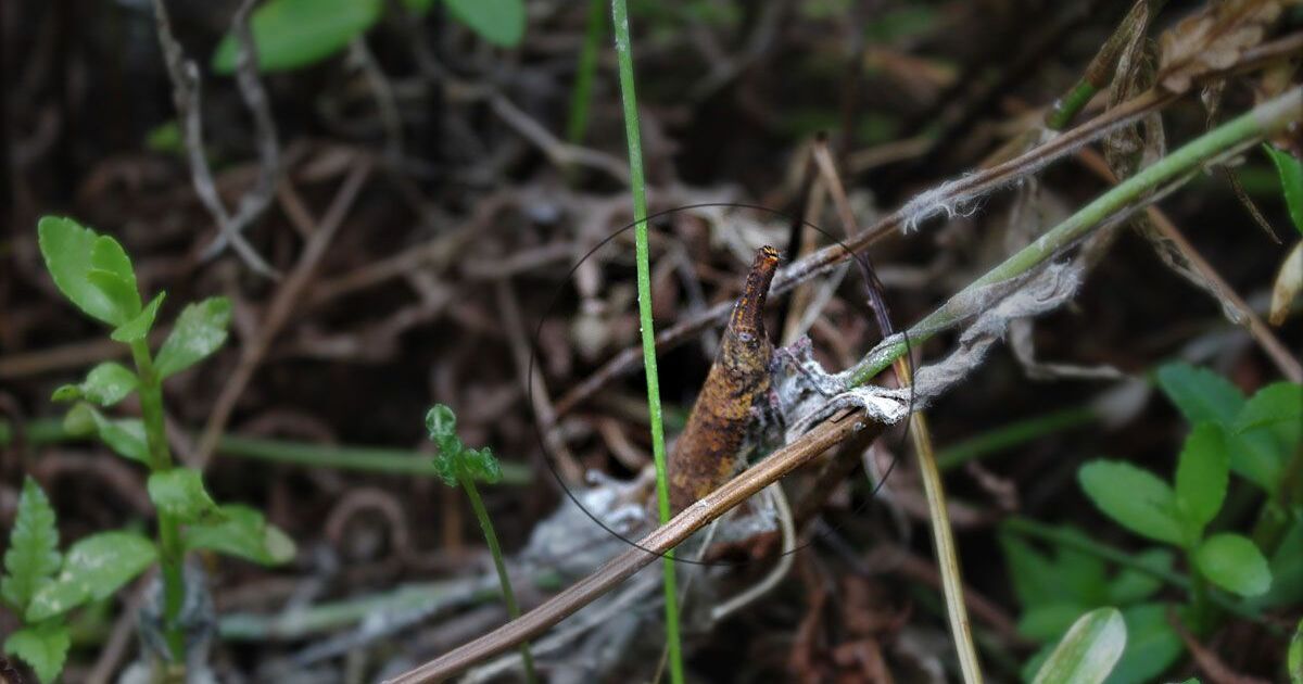 sakondry-edible-insect-sainte-luce-madagascar.jpg