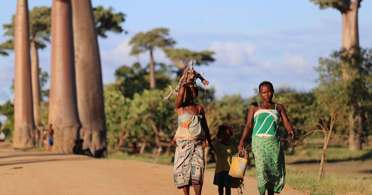 unsplash-photo-baobabs-madagascar.jpg