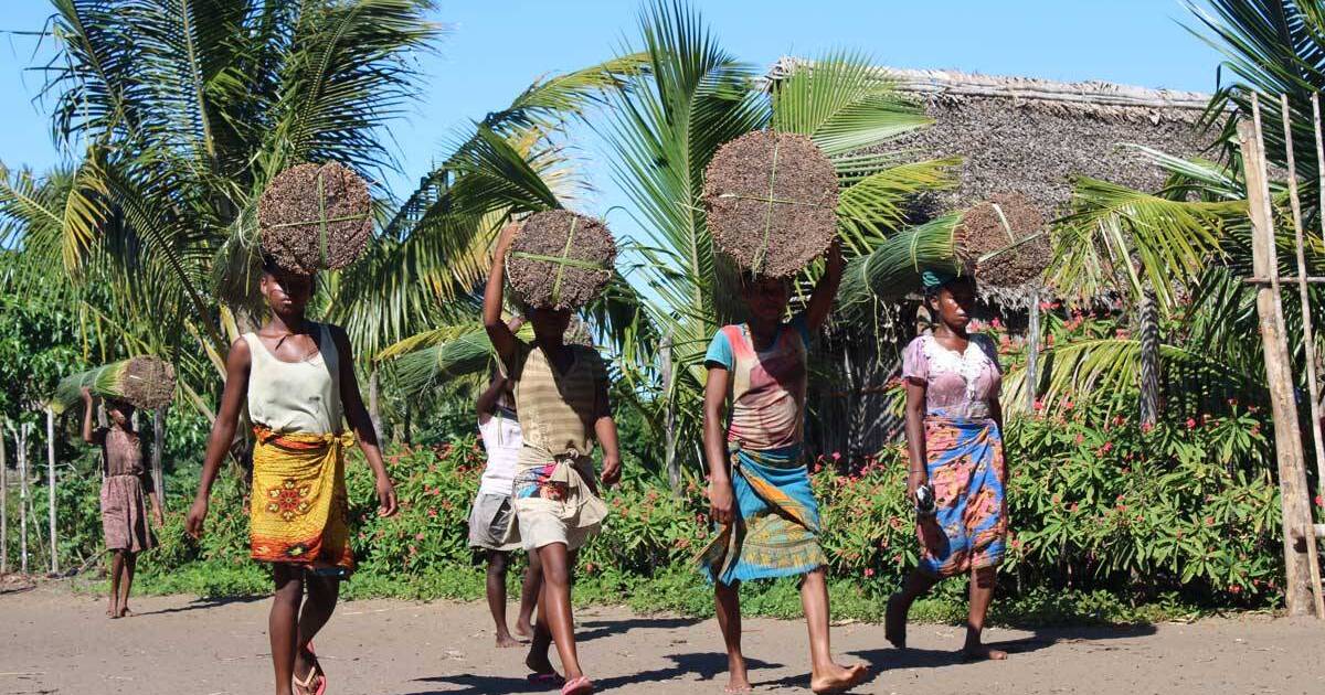 women-carrying-mahampy-reeds-on-heads.jpg