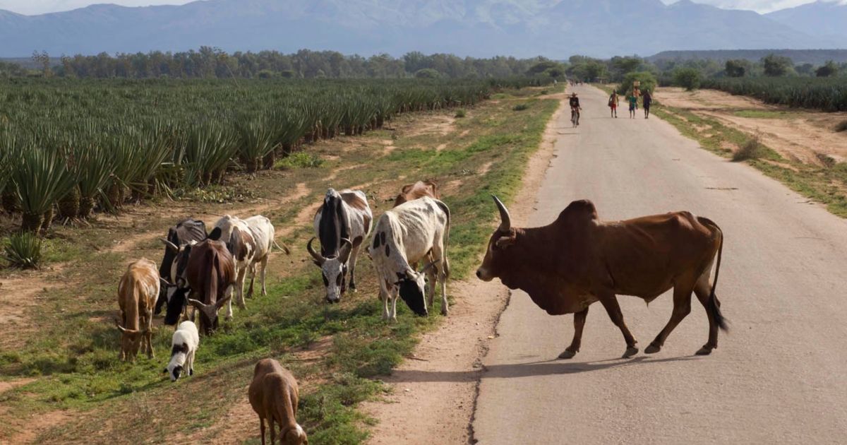 General 2010 Zebu crossing road EK.jpg