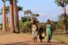 unsplash-photo-baobabs-madagascar.jpg