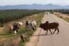 General 2010 Zebu crossing road EK.jpg